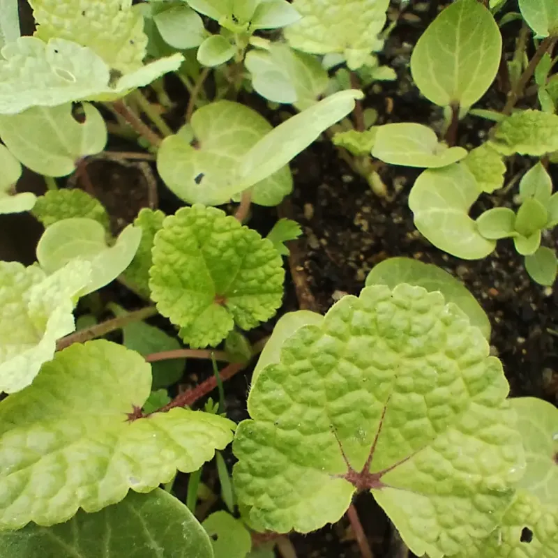 Spring sowing Visuel